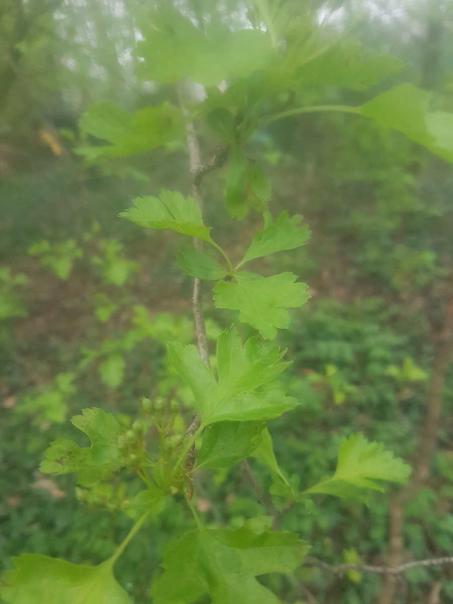 angelicus73's tweet image. #Mayflower buds already starting to develop on this #hawthorn at #ColwickPark. #Spring is finally here. Only weeks away until the #dormouse awake.  #Nottinghamshire 
#phenology 
#nature