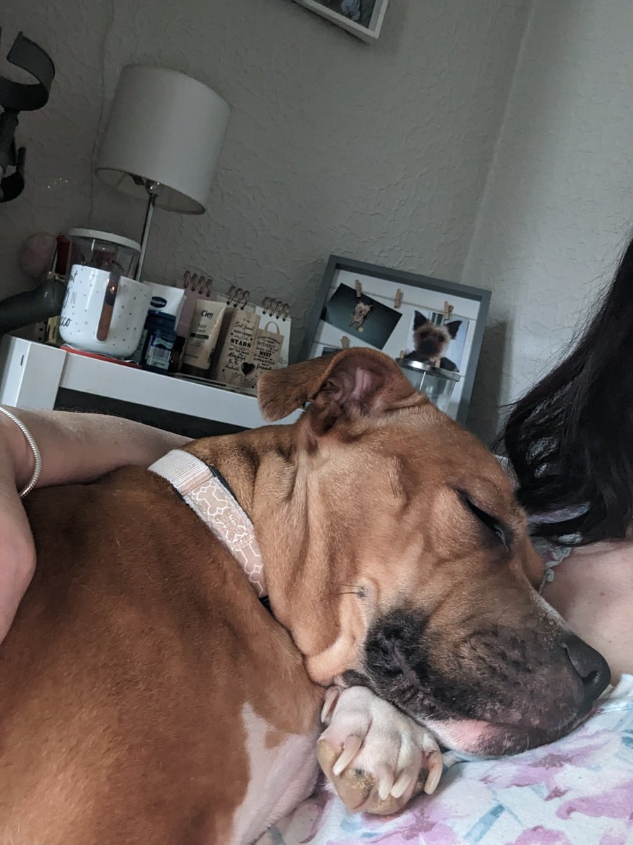 Nothing quite like hoomum love on a dreary monday morning. Have a great day everypawdy xx