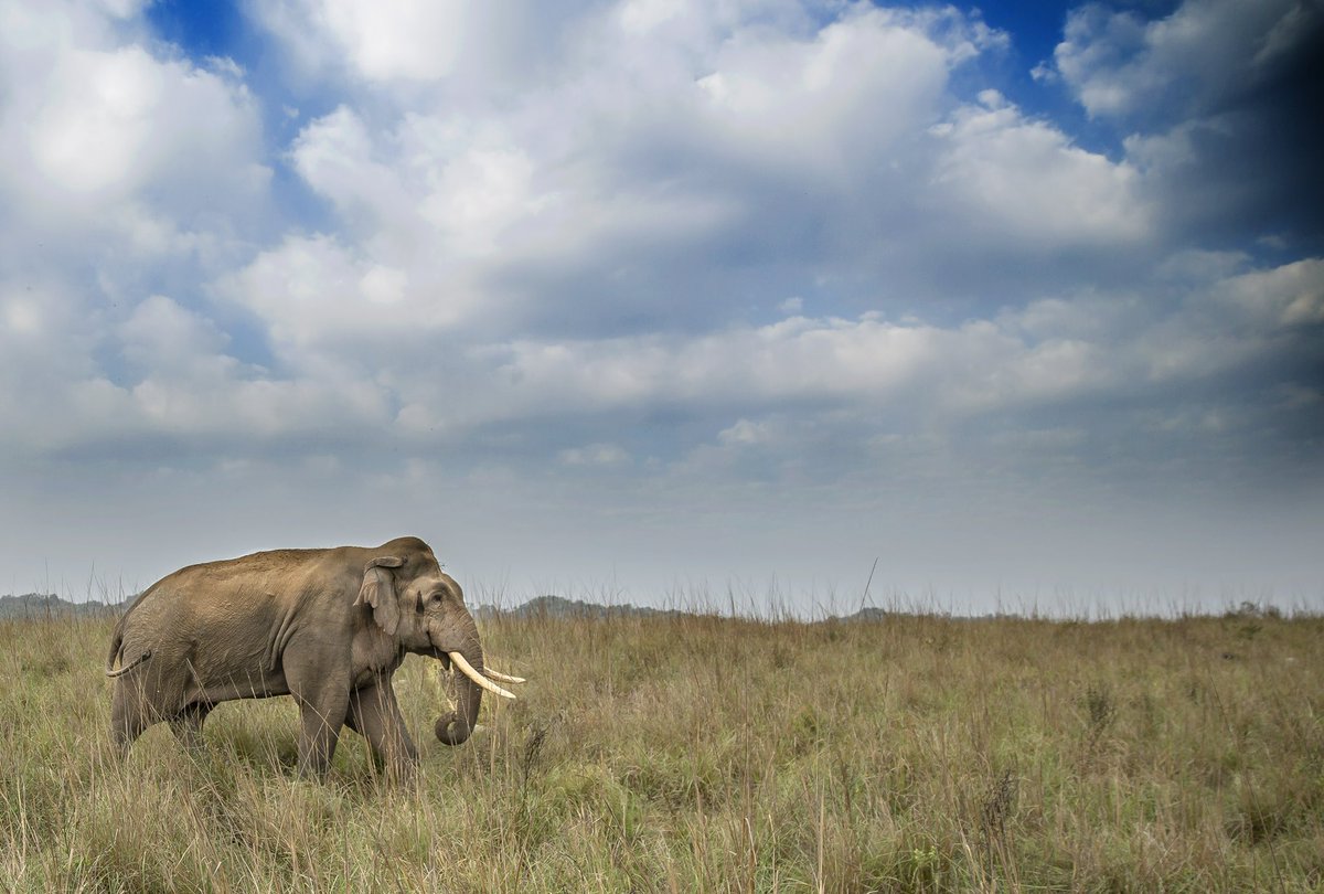 Udaivee25303125's tweet photo. The Grasslands of terai arc landscape are not just one the most suitable habitats for the Asian elephants but also one of the most suitable to observe this magnificent species. 
@rameshpandeyifs @Saket_Badola @skumarias02 https://t.co/SQwn9vLLDV
