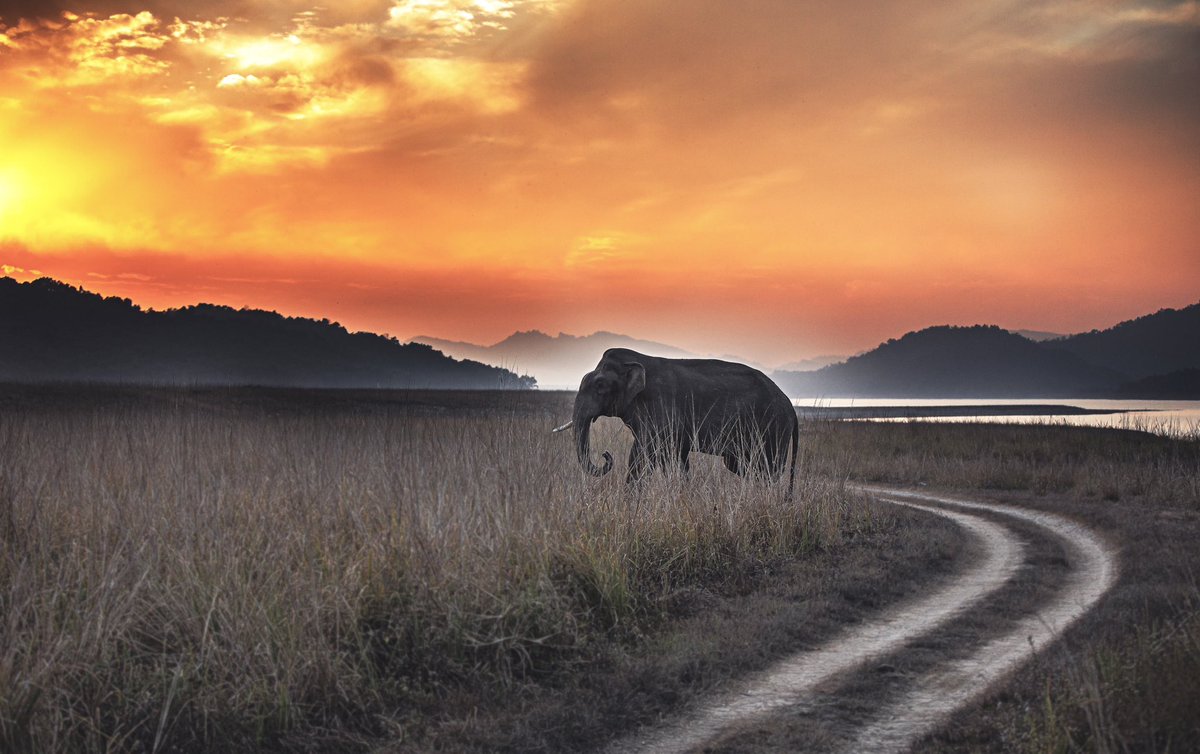 Udaivee25303125's tweet photo. The Grasslands of terai arc landscape are not just one the most suitable habitats for the Asian elephants but also one of the most suitable to observe this magnificent species. 
@rameshpandeyifs @Saket_Badola @skumarias02 https://t.co/SQwn9vLLDV