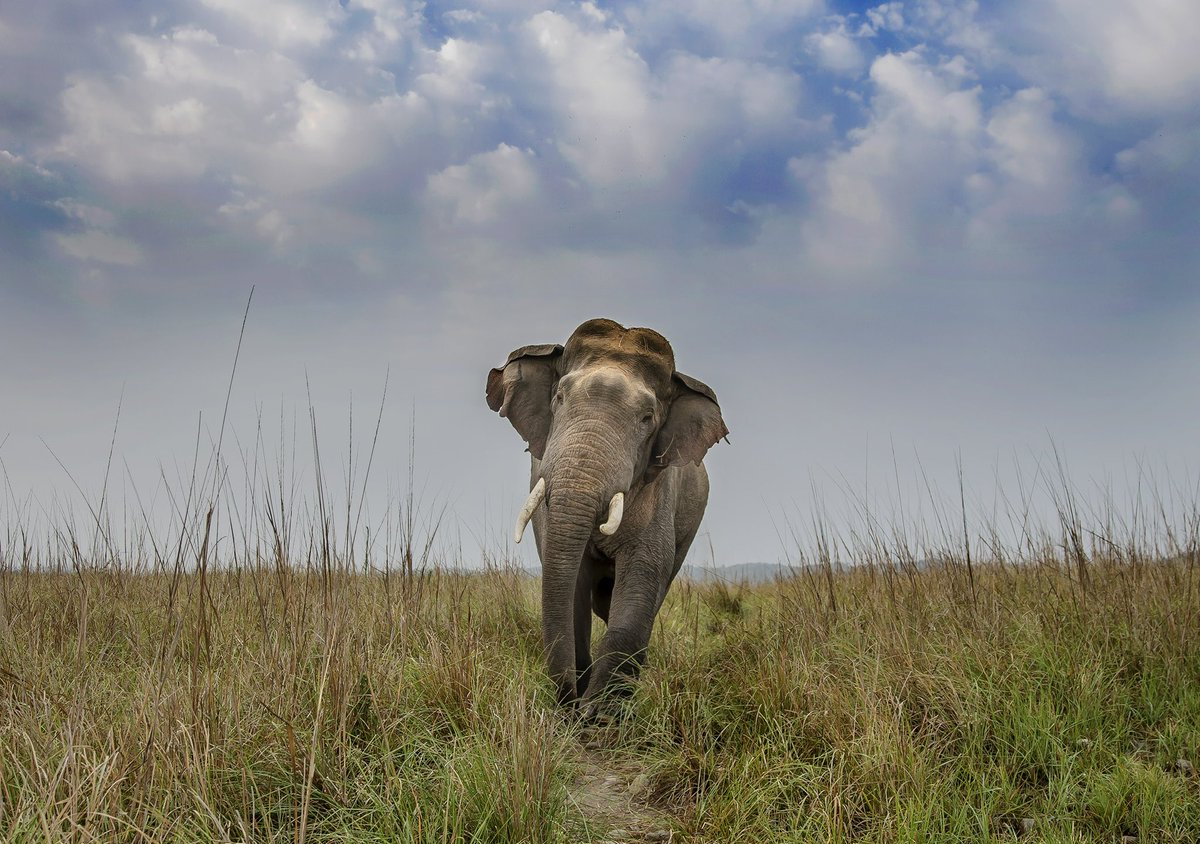 Udaivee25303125's tweet photo. The Grasslands of terai arc landscape are not just one the most suitable habitats for the Asian elephants but also one of the most suitable to observe this magnificent species. 
@rameshpandeyifs @Saket_Badola @skumarias02 https://t.co/SQwn9vLLDV