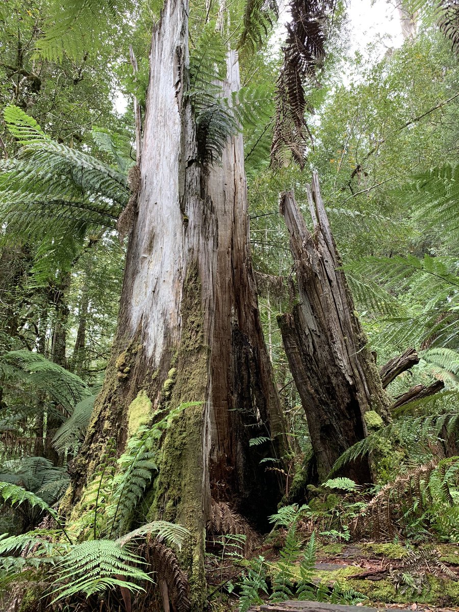 Big trees in the Styx Valley land of the giants, Tasmania