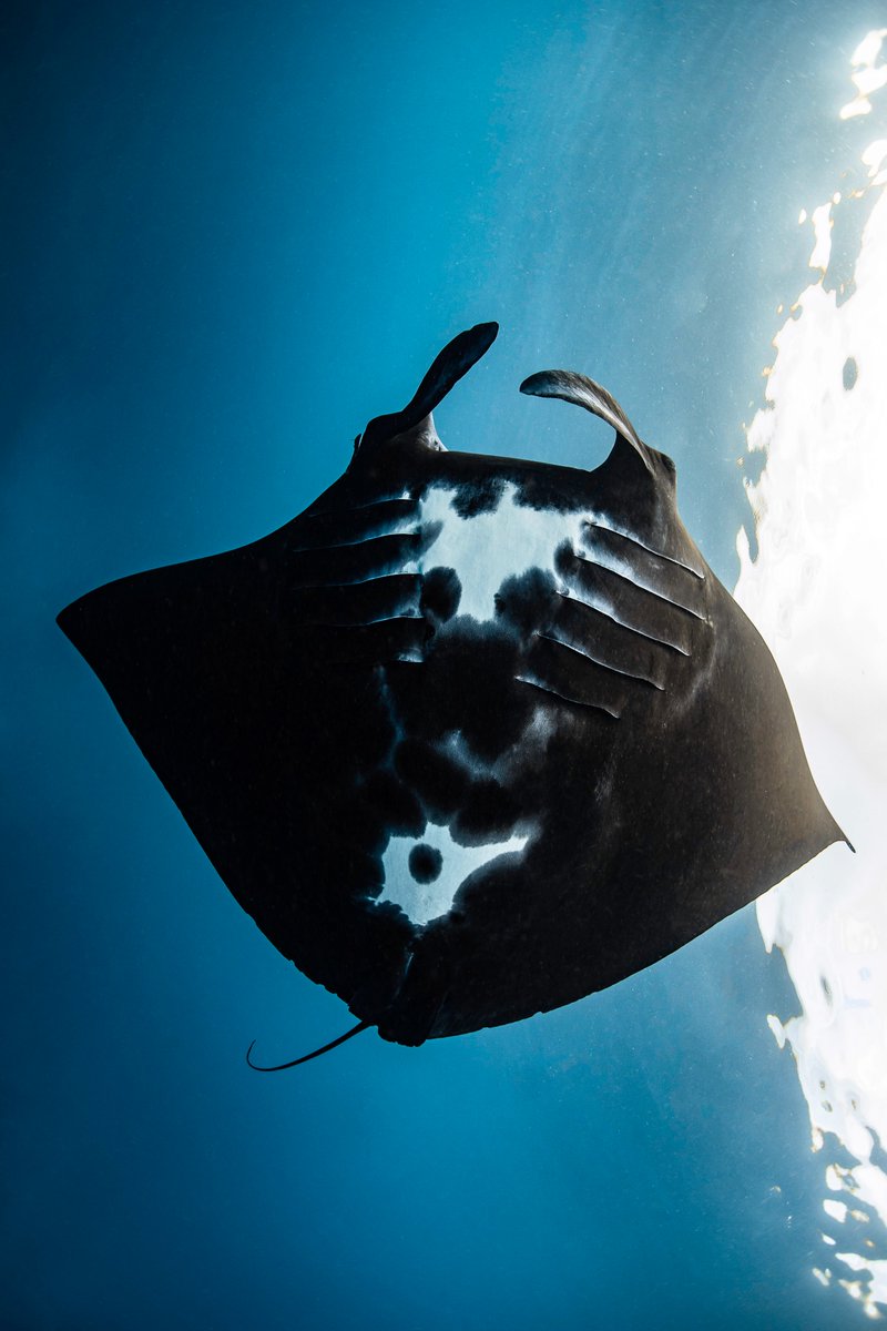 While most manta rays are darker grey on the back and light underneath, melanistic rays are almost completely black. A rare and welcome find on #NingalooReef!

📸 @brookepykephoto