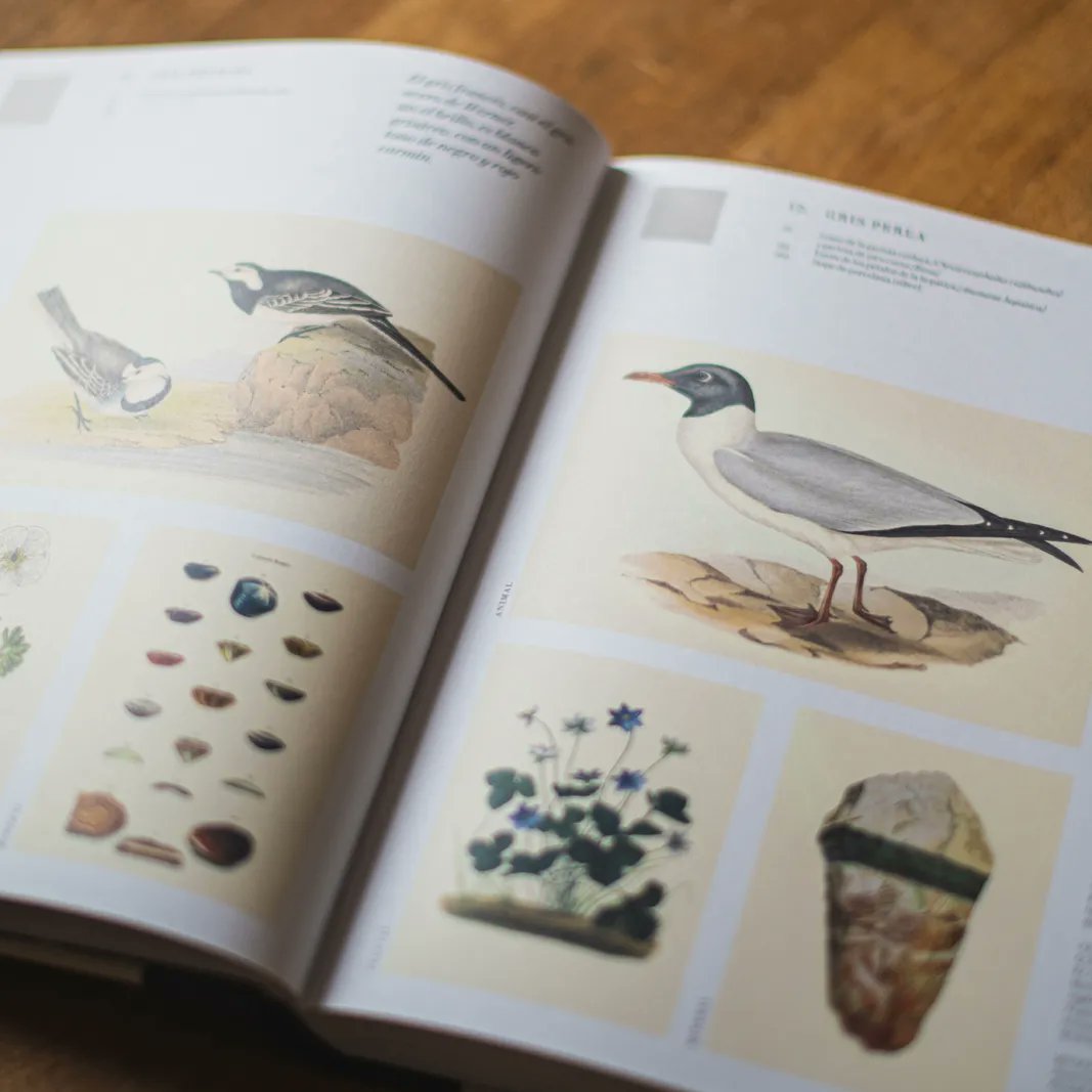 folioscopioed's tweet photo. Blancos y grises...
#LosColoresdelaNaturaleza llegará a las #librerías el 22/03/2023
#Folioscopio #leer #librosilustrados #color #naturaleza #arte #diseño #LosColoresdelaNaturaleza #PatrickBaty #NaruresPalette#Biología #Botánica #Mineralogía #Aves #Pintura 🎨🦜🌴 https://t.co/aPJ7HNzZ0s