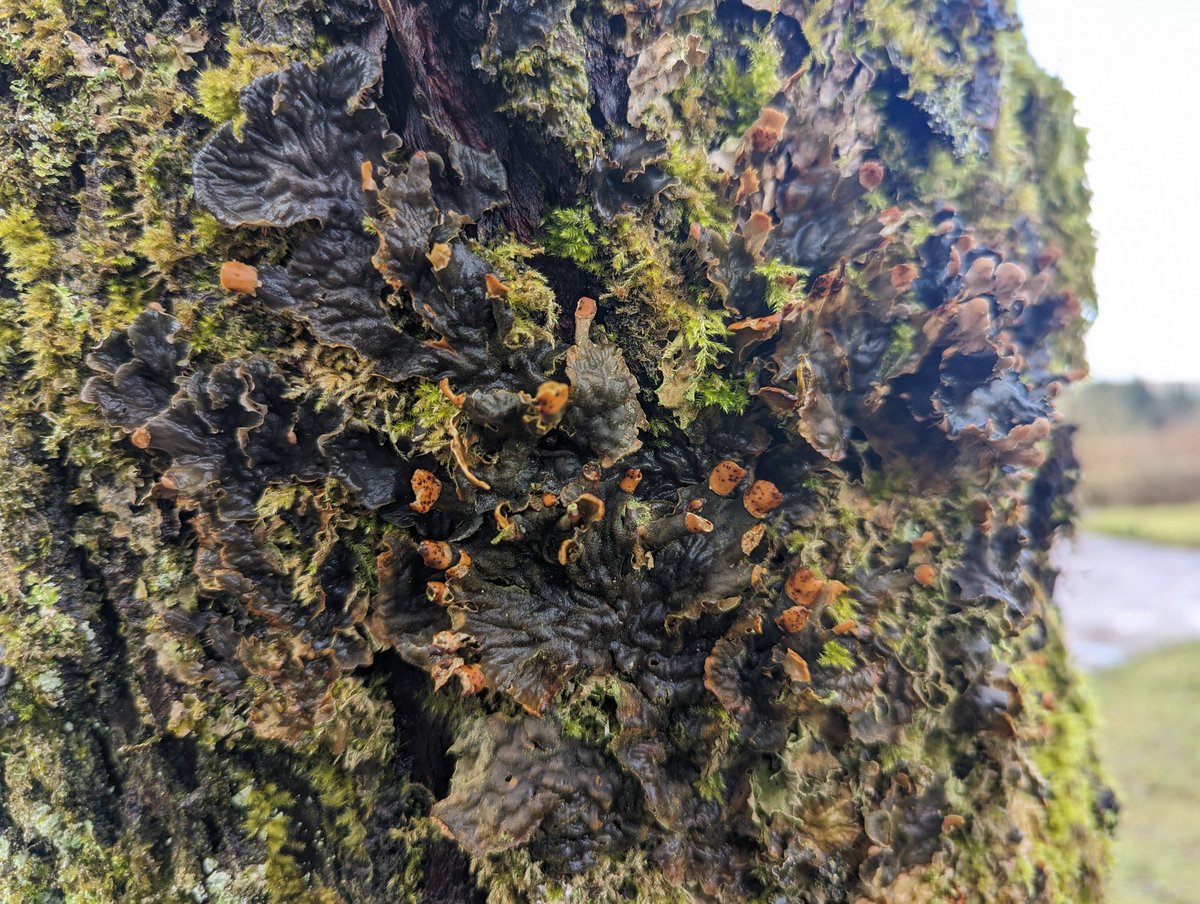 Can anyone help ID this lichen? I was thinking maybe Jellyskin (Leptogium sp.)?
TIA!