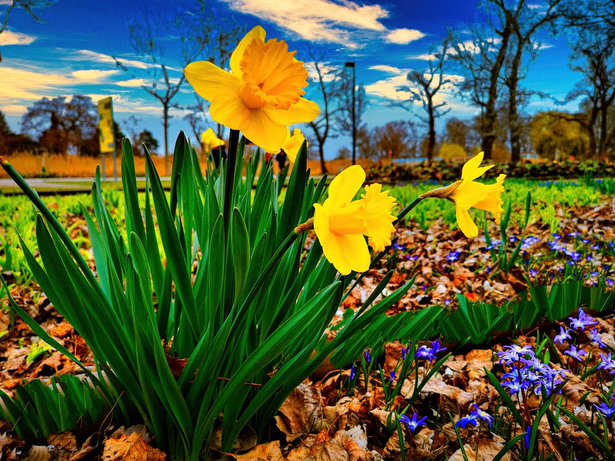 DJairportdisco's tweet photo. Have a happy new week everyone !
#happynewweek #spring #daffodils #springstart #springphoto #goodmorning #TwitterWorld #HaveAGreatDay https://t.co/ejEhSso8Tp