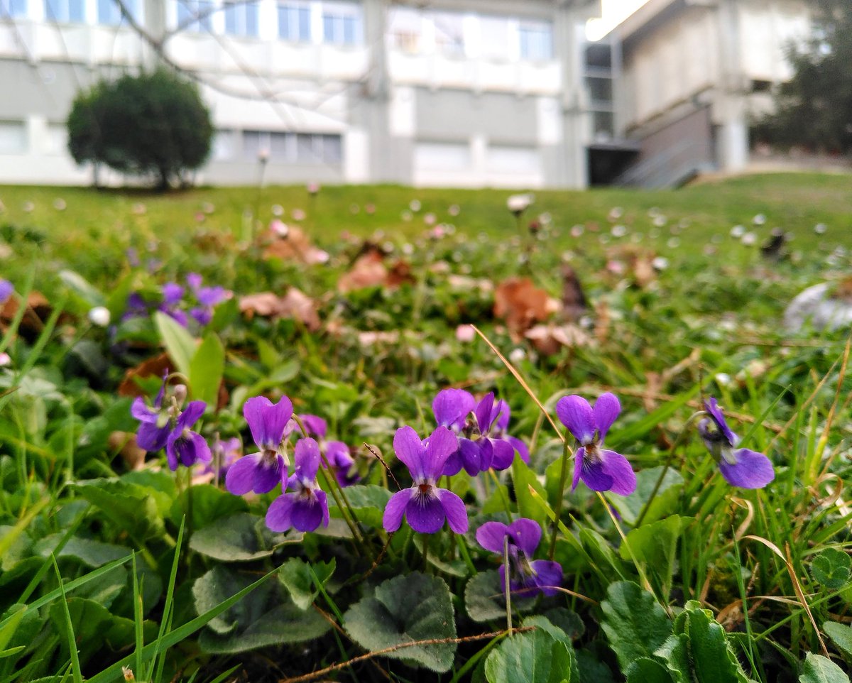 sandrasauramas's tweet photo. Les violetes comencen a esclatar al #CampusUAB. No cal anar a un parc natural ni gaire lluny per veure flors precioses com les violetes salvatges,...observant amb ulls ben oberts, la #natura t'envairà de bellesa salvatge. Que més trobarem al #BioblitzUAB d'aquesta setmana? https://t.co/vIigPXug70