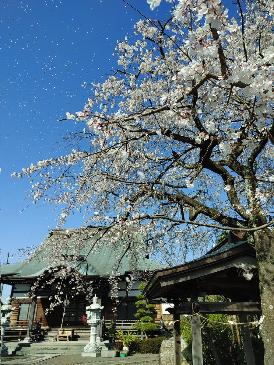 Cherry Blossoms🌸

#しだれ桜 
#桜吹雪 
#myfavoriteplace