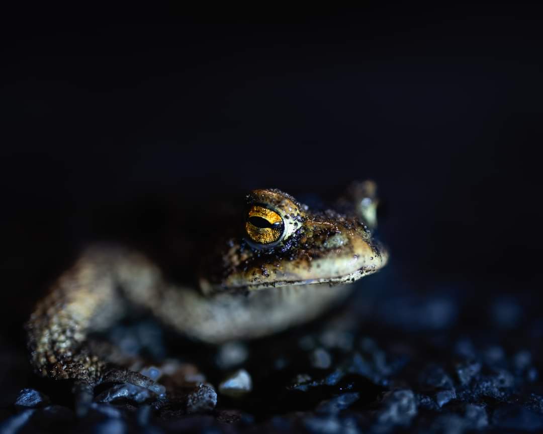AAktivismus's tweet photo. AMPHIBIENWANDERUNGEN
🐸 Es ist die Zeit der #Amphibienwanderungen. #Frösche, #Kröten & #Molche kommen aus ihren Winterquartieren, um in den stillen Gewässern ihren #Laich abzulegen. Infos: https://t.co/pzvMKkJCR9
Fotos © @tiefblicke
#Amphibien #Grasfrösche #Frühling #Fauna https://t.co/cDX4C8Jro5