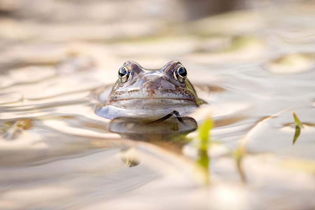 AAktivismus's tweet photo. AMPHIBIENWANDERUNGEN
🐸 Es ist die Zeit der #Amphibienwanderungen. #Frösche, #Kröten & #Molche kommen aus ihren Winterquartieren, um in den stillen Gewässern ihren #Laich abzulegen. Infos: https://t.co/pzvMKkJCR9
Fotos © @tiefblicke
#Amphibien #Grasfrösche #Frühling #Fauna https://t.co/cDX4C8Jro5