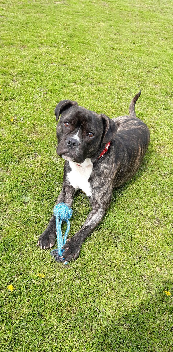 AdoptionsUk's tweet photo. Please retweet to help Milo find a home #BARNSLEY #UK 
Active Boxer Cross aged 3, bouncy, he can live with older children but needs to be the only pet in the home. 

DETAILS or APPLY👇
https://t.co/iH5Uv6fCMt

#Boxer #dogs #pets #animals #Yorkshire https://t.co/7BYDmgPd8f