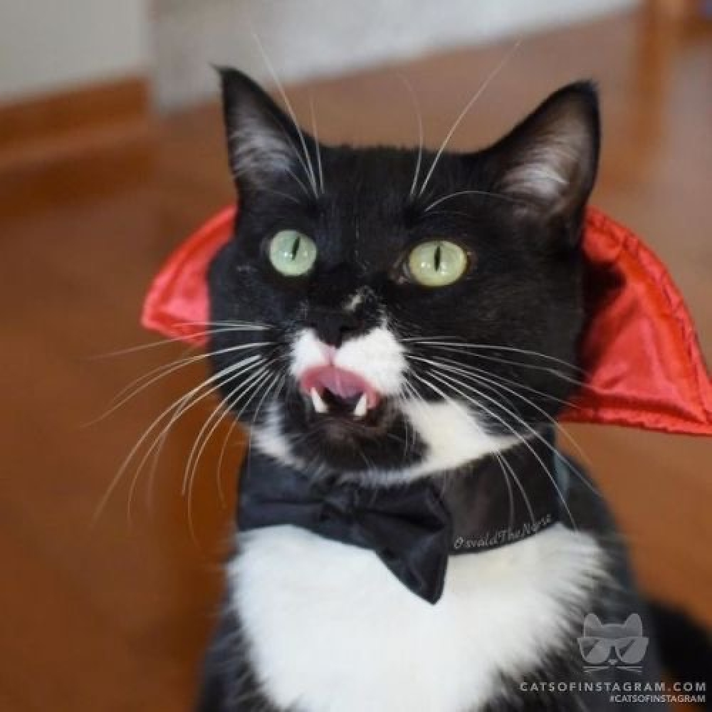 ¿No lo es increíble?
 #catstagramcat #meow #catoftheday