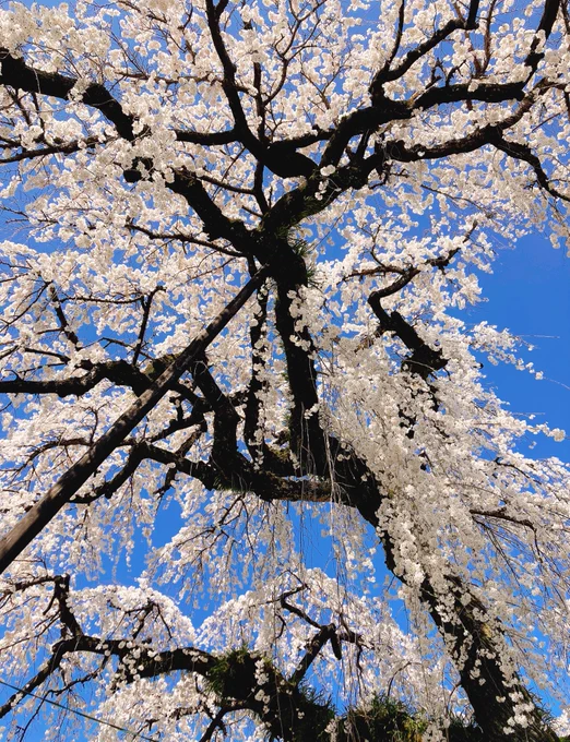 桜をみて夜空色のプリン買ってきた 