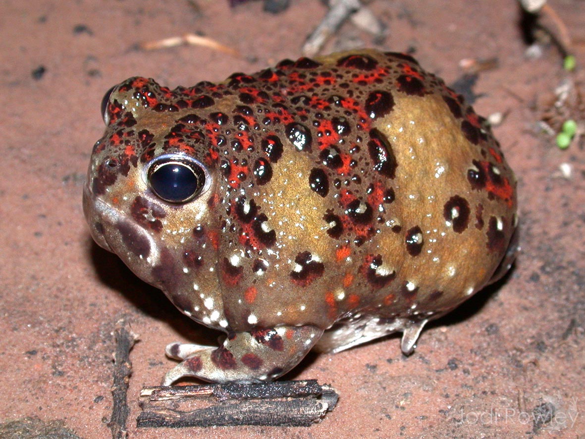 jodirowley's tweet photo. Yes, there is a #frog that looks like a bedazzled potato. 

One of the best #roundfrogs of all, the Australian Crucifix #Frog (Notaden bennettii).

Happy #WorldFrogDay! https://t.co/vbj3EZbGKr