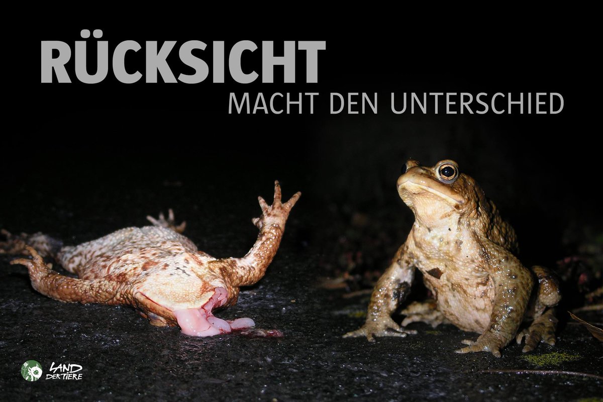 landdertiere's tweet photo. 🐸 Millionen #Kröten, #Frösche und #Molche werden jedes Frühjahr während der Wanderungen zu ihren Laichgewässern überfahren oder platzen durch den Druck über sie hinwegfahrender Autos. Ein bisschen Aufmerksamkeit und Rücksicht ist oft lebensrettend. 🐸➡️ https://t.co/lVFgqweQDc https://t.co/4yBckL6eZV