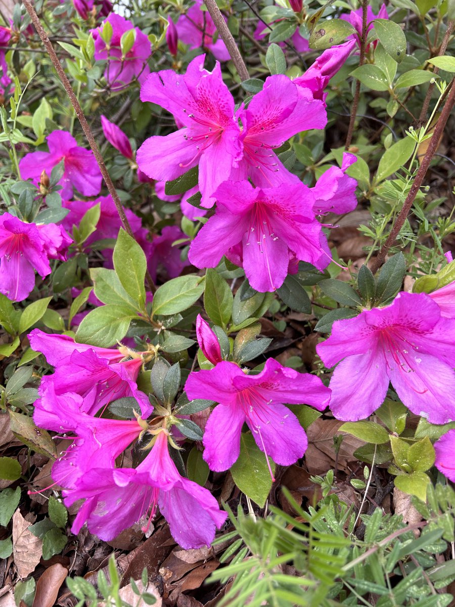 ilenagm's tweet image. #MagentaMonday is this gorgeous Formosa Azalea with its huge blooms in my garden. The #StartOfSpring is officially today. #WOOHOO 😃💘🙌

#Spring #GardeningTwitter #Azalea #Flowers #Gardening #Plants