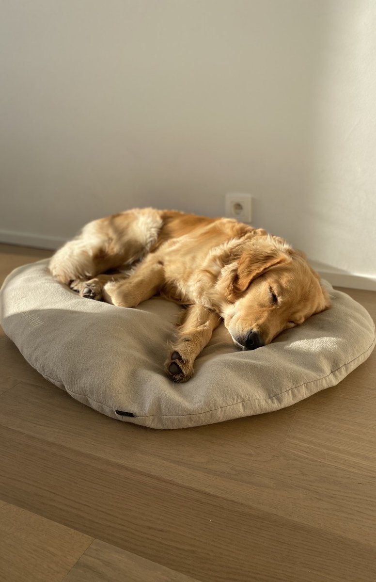 gm. #dog #dogsoftwitter