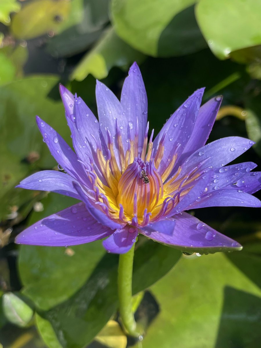 LuanThanhNguye7's tweet photo. Chớm hạ! Summer's coming!
#Nymphaea #Barclaya #Euryale #Nymphaeaodorata #Nymphaeaceae https://t.co/R4jvqe63qV