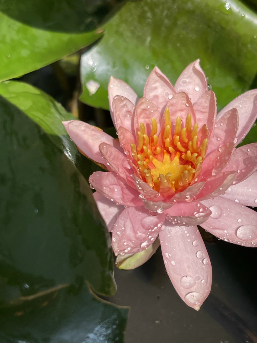 LuanThanhNguye7's tweet photo. Chớm hạ! Summer's coming!
#Nymphaea #Barclaya #Euryale #Nymphaeaodorata #Nymphaeaceae https://t.co/R4jvqe63qV