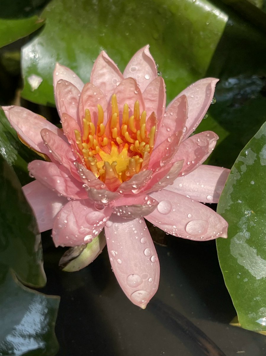 LuanThanhNguye7's tweet photo. Chớm hạ! Summer's coming!
#Nymphaea #Barclaya #Euryale #Nymphaeaodorata #Nymphaeaceae https://t.co/R4jvqe63qV