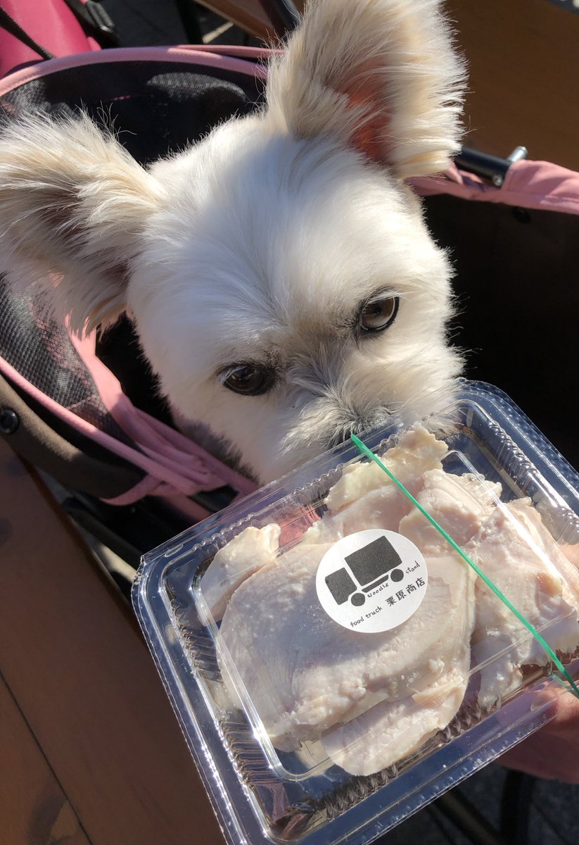 Rin__816's tweet photo. 赤レンガ倉庫のわんさんぽ行ってきたよ！！！
犬の密度が凄すぎて天国かと思った😭（何故かミーアキャットとか梟とかもいた。可愛かった。）

ドックラン行っても飼い主に似て同族が苦手なので誰とも仲良くなれず抱っこばっかりですぐ退出😂

でも色んな食べ物貰えて楽しそうでよかった🐶♡ https://t.co/ykzrBjA5Q5