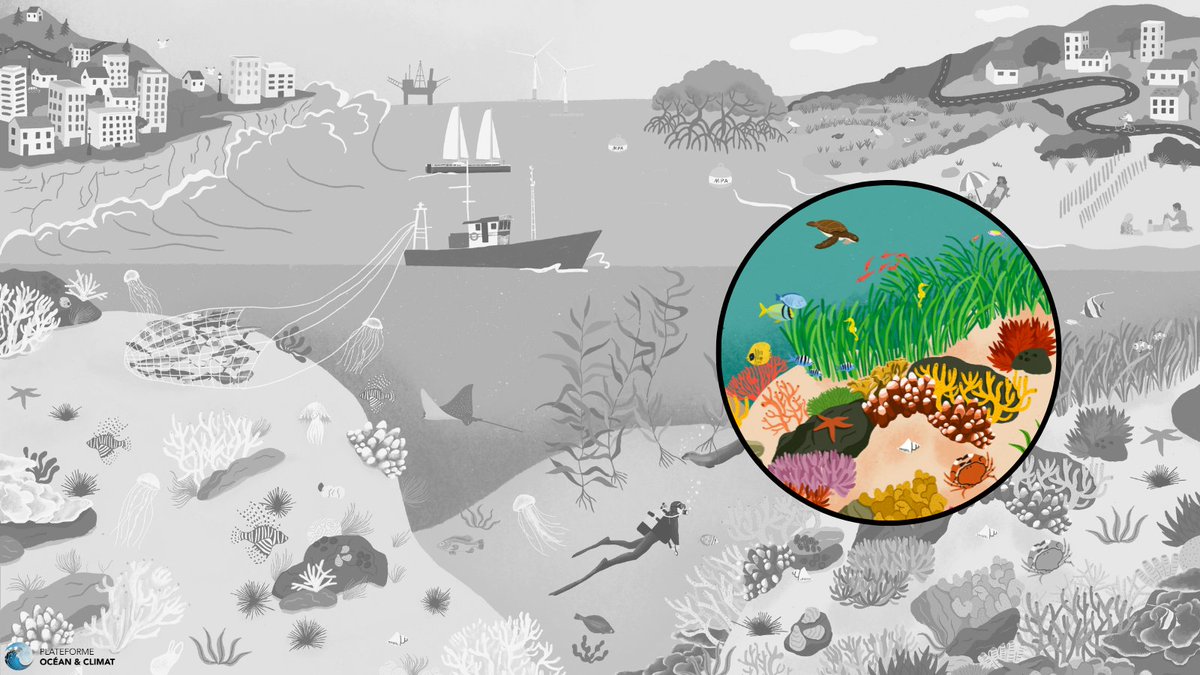 ocean_climate's tweet photo. [#WhatOceanForTomorrow] 🌊From the coast to the deep #ocean, marine #ecosystems play a key role for #mitigation &amp; #adaptation to #climatechange
👉carbone storage, food supply, coastal protection… are some of the many services provided by healthy ecosystems 

🧵2/5 https://t.co/oqyQkUBjR5