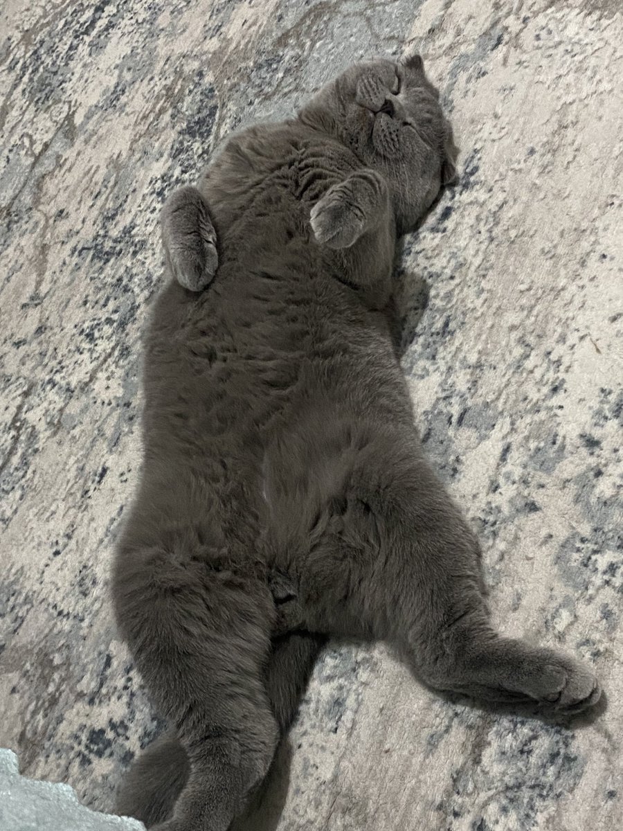 varli7265's tweet photo. Pazartesi modu😅#aşil#scottish fold https://t.co/R4tOzK2Z1g