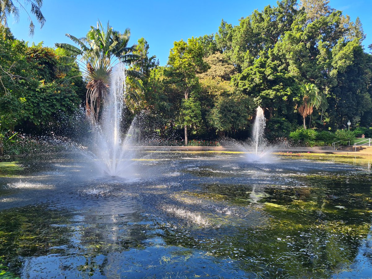 Beautiful morning for a walk around Brisbane botanic gardens #SRI2023