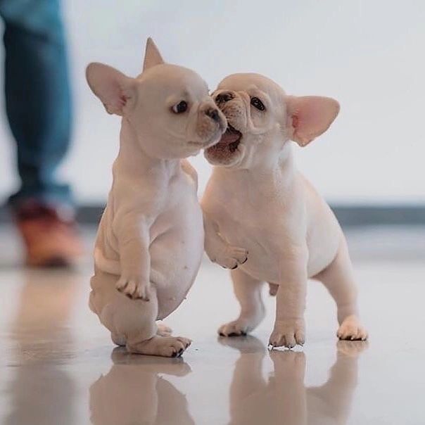 How cute is that?

#Bulldog #frenchbulldog #doglovers