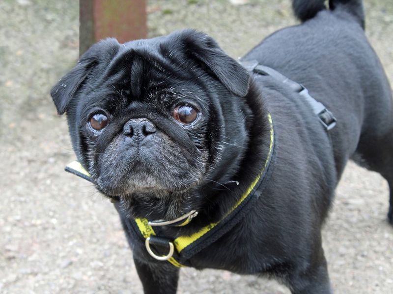 AdoptionsUk's tweet photo. Please retweet to help Xavier find a home #LIVERPOOL #UK 

Smashing little Pug aged 8+. He gets on well with other dogs but can be a little too 'romantic' 😳
He can live with older teens, please read full details ✅

DETAILS or APPLY👇
https://t.co/TVGP7U7JdH…
#Pug #Pugs #dogs https://t.co/nqPXcLkBhv