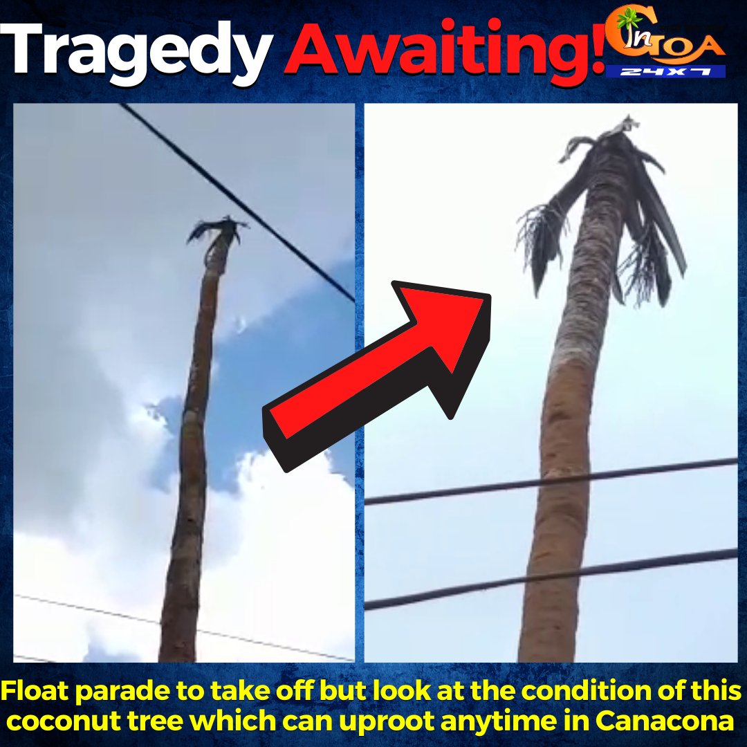 InGoa24x7's tweet photo. #TragedyAwaiting! Float parade to take off but look at the condition of this coconut tree which can uproot anytime in Canacona
WATCH : https://t.co/XZkTe10StJ
#Goa #GoaNews #FloatParade #CoconutTree #verge #uproot https://t.co/wpjBy6rxoJ