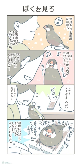 独占欲強めバード。#Buncho #javasparrow #文鳥 #漫画 