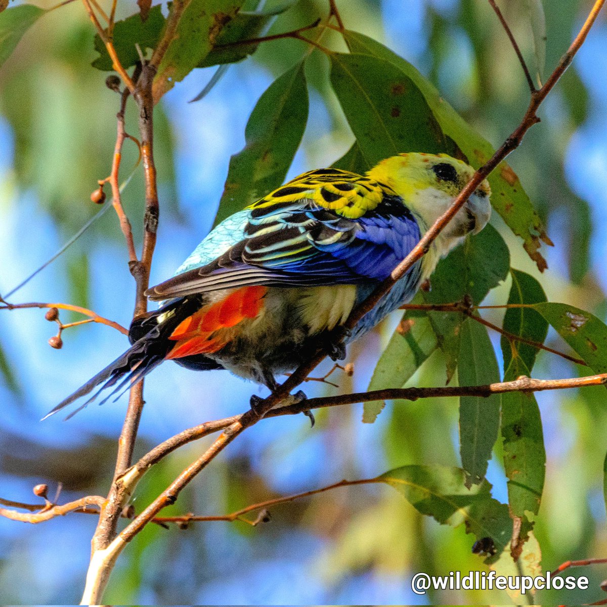 🪶 Pale Headed Rosella 🦜 🇦🇺 #animals #birds #wildlifeupclose