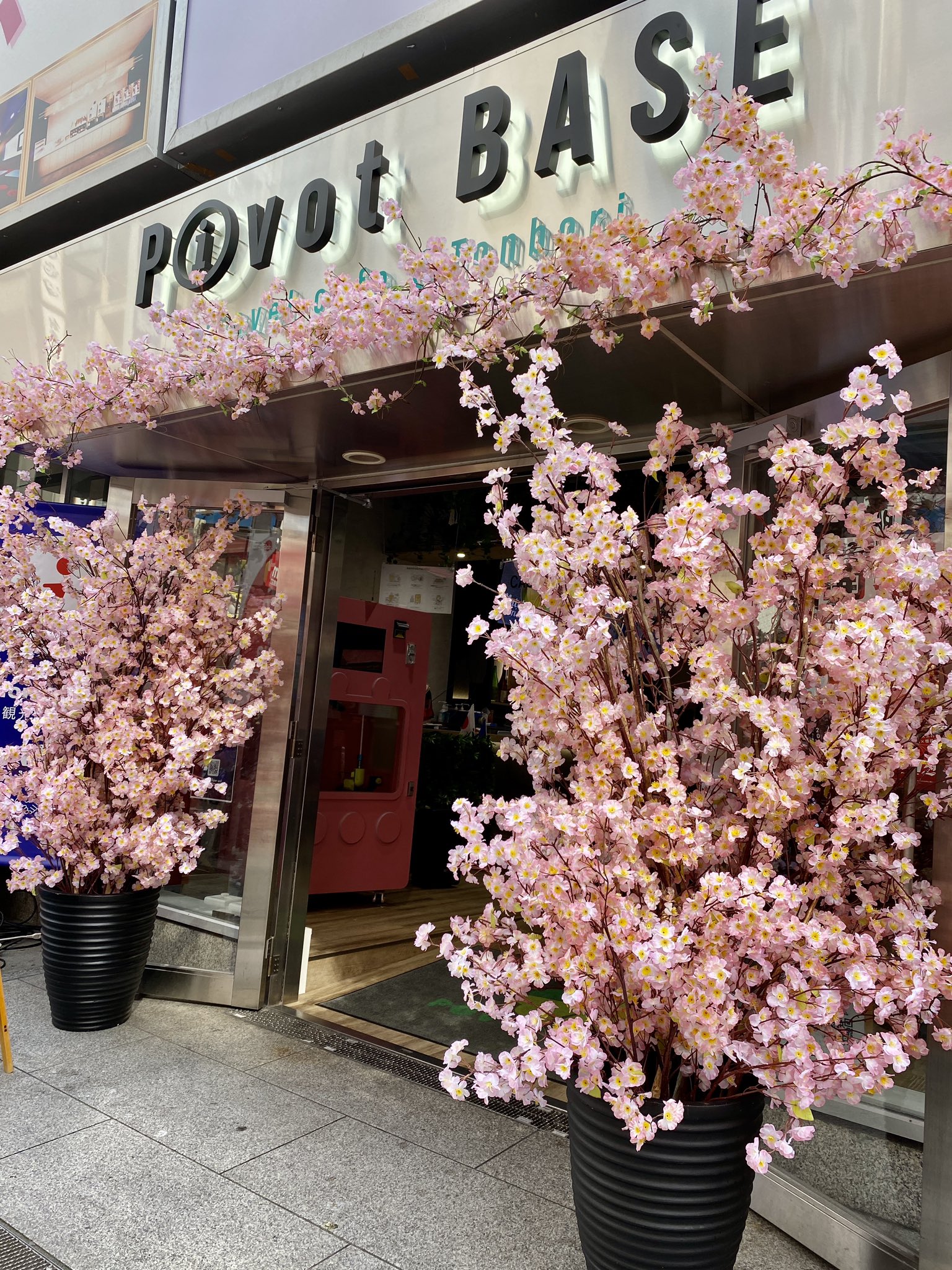 pivotbasetonbori on Twitter "今日、サクラが咲きました!!🌸🌸 Beautiful Sakura at