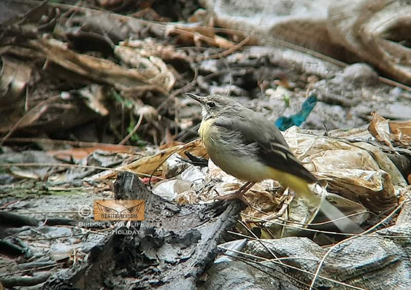 Ornithvacations~ Birding & Wildlife Holidays tweet media