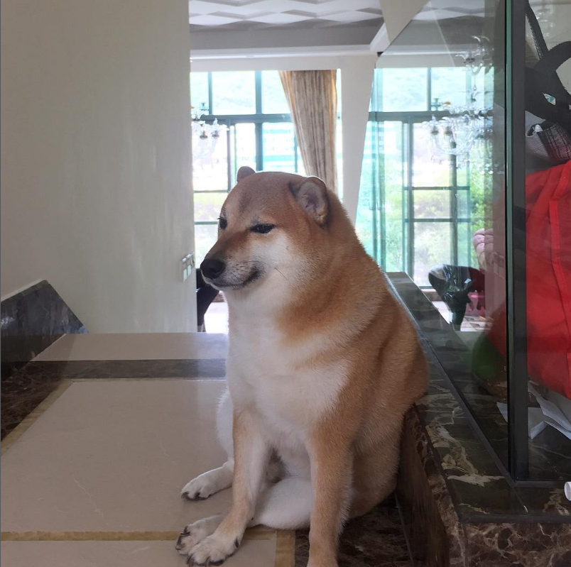 ArmstrongQuill2's tweet photo. The Original Cheems Dog Of Your Favourite Memes.
CR IG @ balltze

#Memes #memesdaily #memeslover #cheems #doge  #shiba #shibainu #shibaken #柴犬 #cutedogs https://t.co/niFmSsrVrn