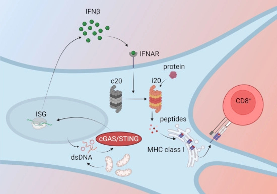 The EMBO Journal tweet media