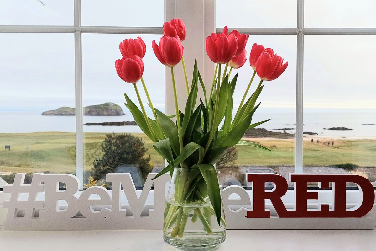 MelSherwood_'s tweet photo. Having tulips in my office makes me happy, so I thought I'd share to brighten your day! Wishing all my Twitter friends a productive and joyful week 😊 #BeMoreRED #positivity #productivity https://t.co/5qUQCLbH50