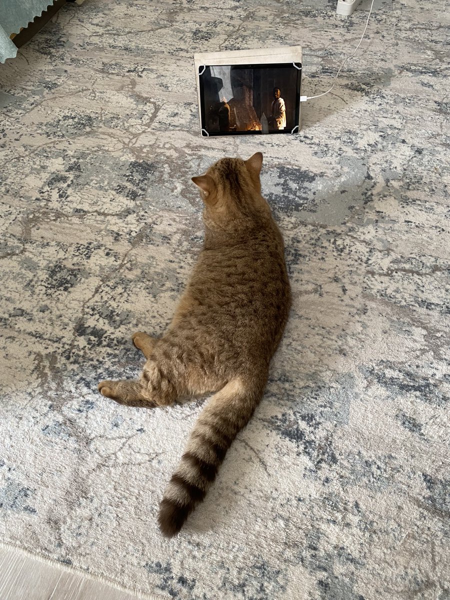 varli7265's tweet photo. Pazar keyfinden kalma #britishshorthair#helen https://t.co/H7eAt4R57V