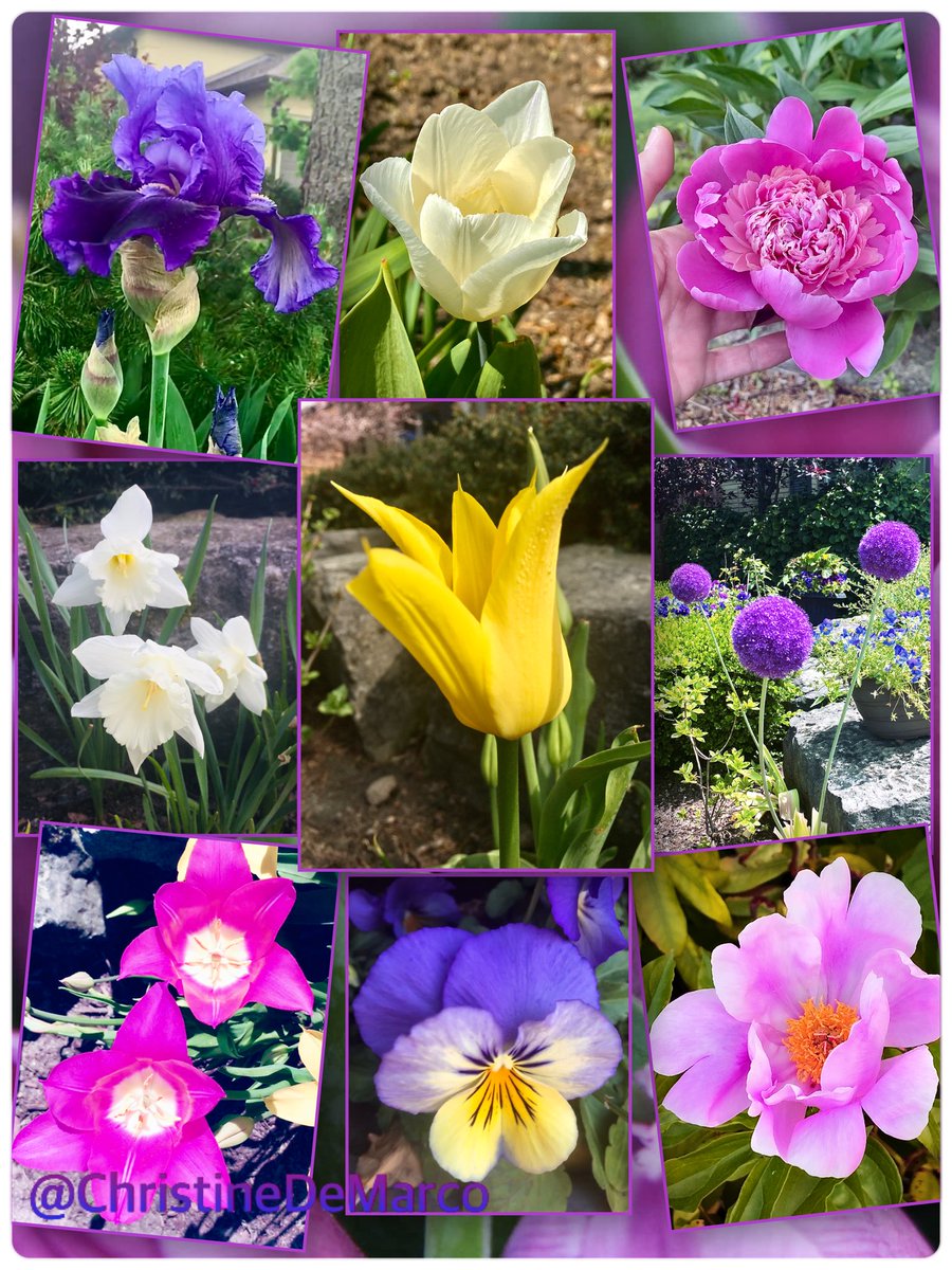 🌱Christine DeMarco tweet media