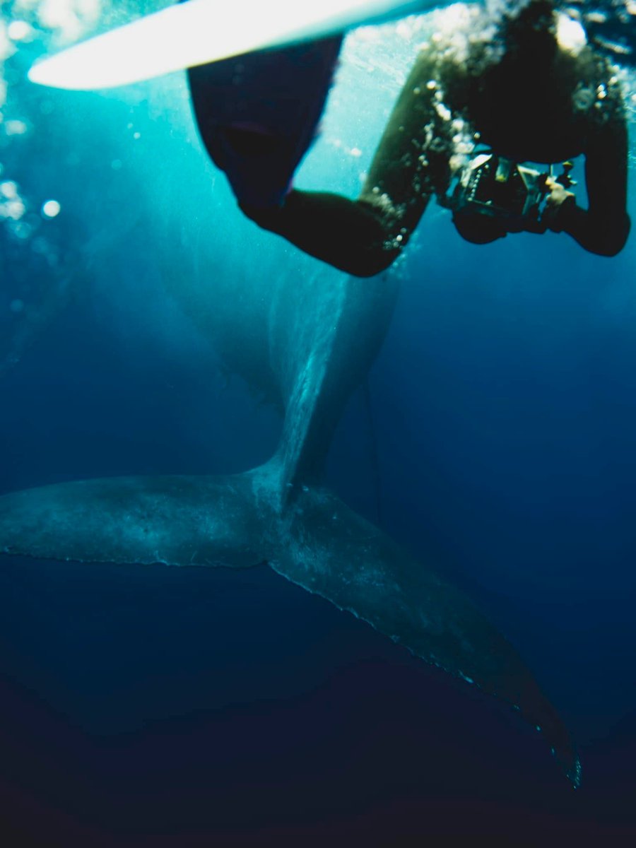 DIVESHOPTAIL's tweet photo. テール主催奄美大島ホエールスイムツアー2023が盛況のうちに終了いたしました。
今年もたくさんのゲストの皆様にクジラと泳ぐ喜びをお届けできた事を嬉しく思います。
2024年もまた3月に開催予定です！
#ホエールウォッチング
#ホエールスイム
#加計呂麻島
#奄美大島
#ザトウクジラ https://t.co/7IASIrb79X