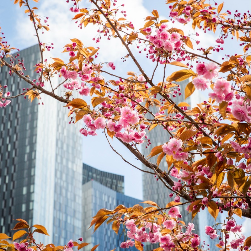 nationaltrust's tweet photo. Roll up, roll up – calling all spring lovers, have we got a competition for you.

Simply share your blossom photos using #BlossomWatchComp for a chance to win and click below for our full T&amp;Cs.