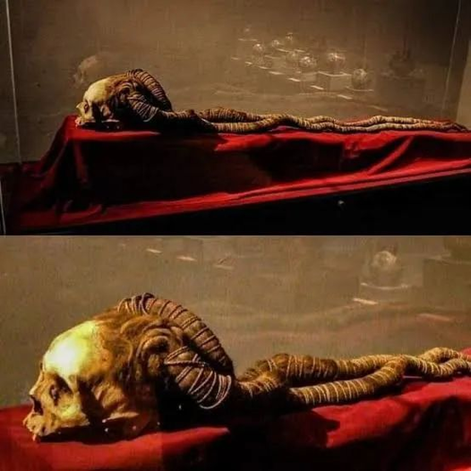 ancientorigins's tweet photo. Nazca skull with long braids; hair still attached to its own skull, measures 2.80m in length, belonged to a priestess who died around 50 age, in 200 BC.

National Museum of the Archaeology, Anthropology, and History (Archeology Museum UNT), Trujillo, Peru

https://t.co/DbfyU1cwdl https://t.co/hESF6Us9Ks