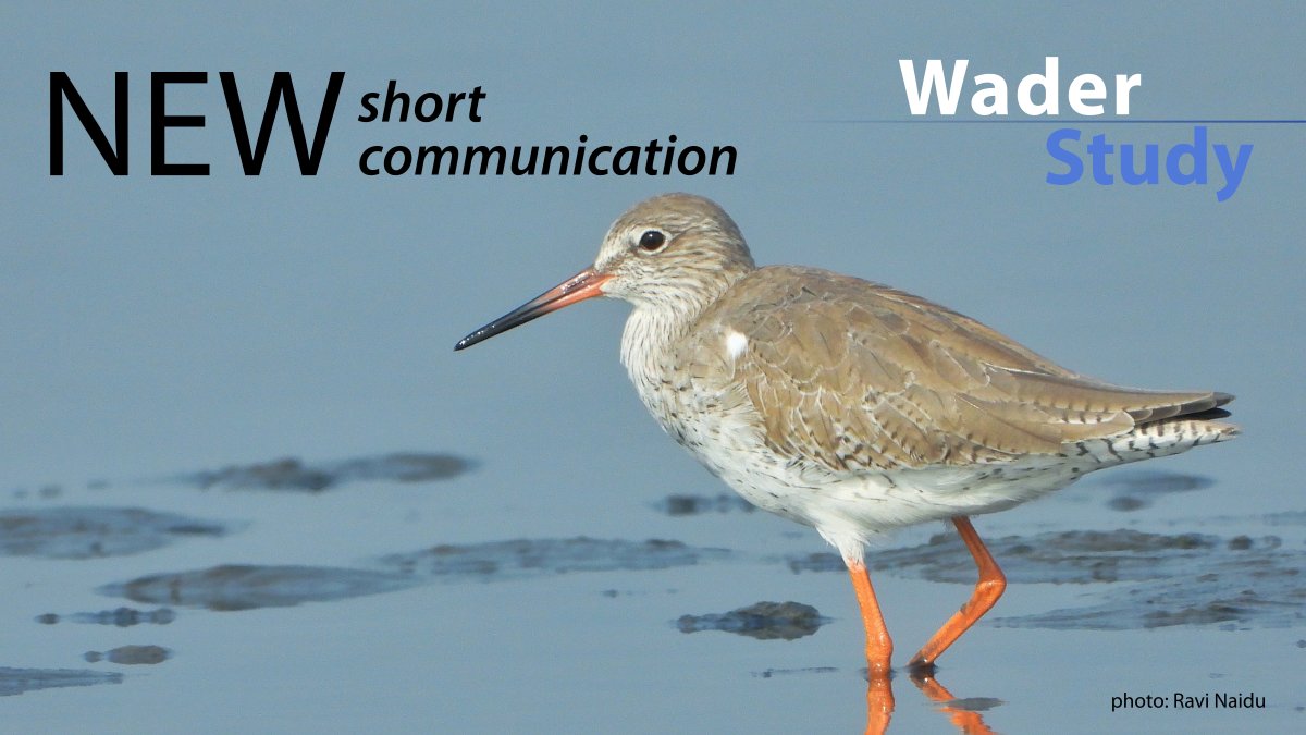 Wader Study tweet media