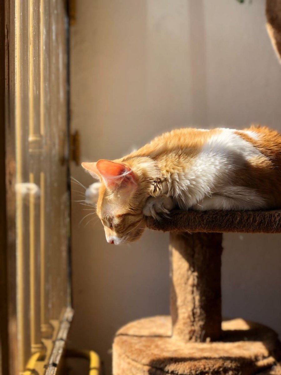 Great, huh? 🌟🔥
#Cat #Felidae #Carnivore #Smalltomediumsizedcats #Whiskers #Window #Fawn #Plant #Wood #Houseplant