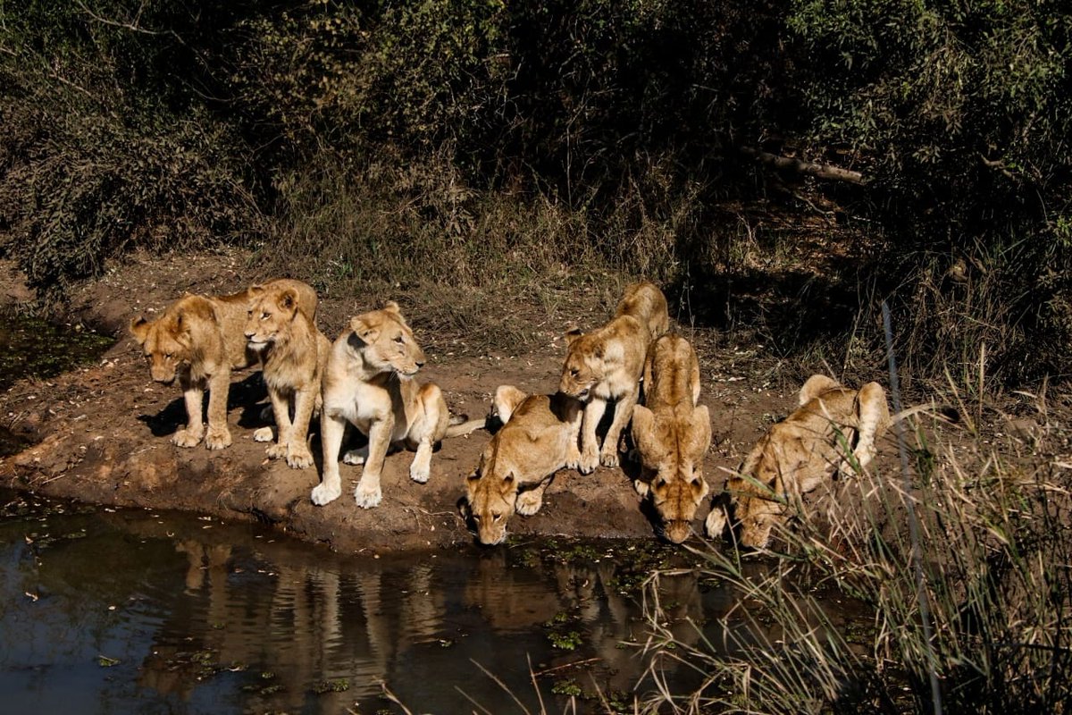 The 7 cubs from the Guernsey pride all together at the watering hole.
#conservation #nature #safari