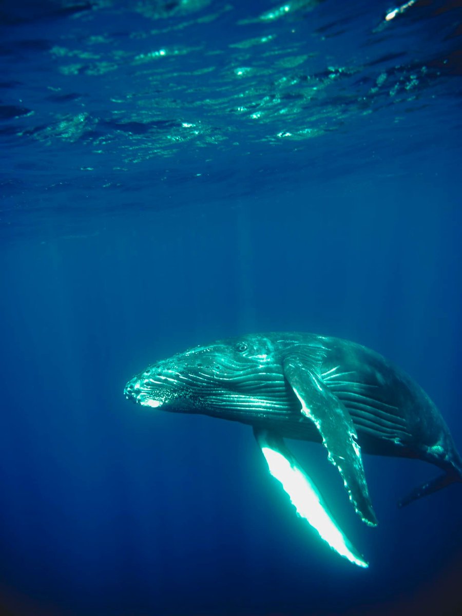 DIVESHOPTAIL's tweet photo. テール主催奄美大島ホエールスイムツアー2023が盛況のうちに終了いたしました。
今年もたくさんのゲストの皆様にクジラと泳ぐ喜びをお届けできた事を嬉しく思います。
2024年もまた3月に開催予定です！
#ホエールウォッチング
#ホエールスイム
#加計呂麻島
#奄美大島
#ザトウクジラ https://t.co/7IASIrb79X
