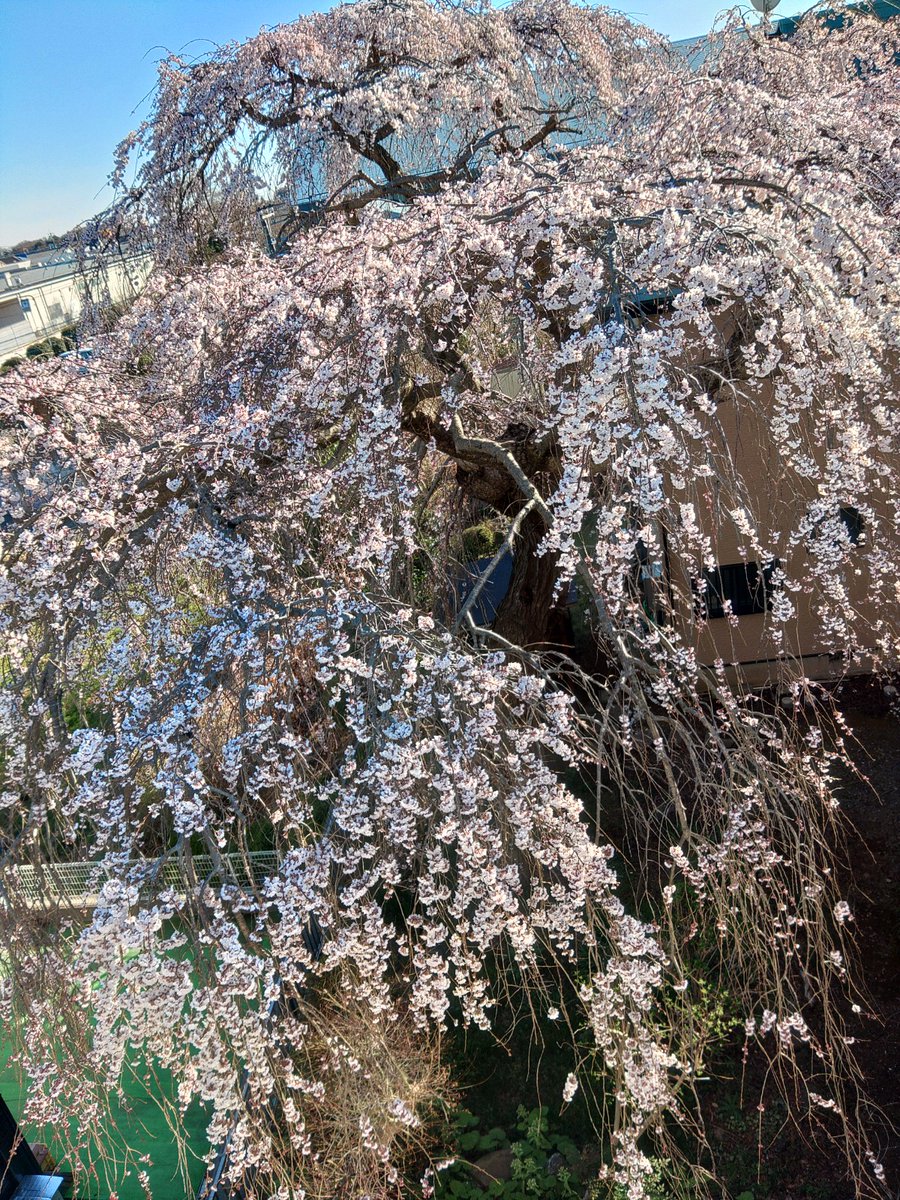 「仕事場の桜が満開だ～! 」|鷹岬　諒のイラスト