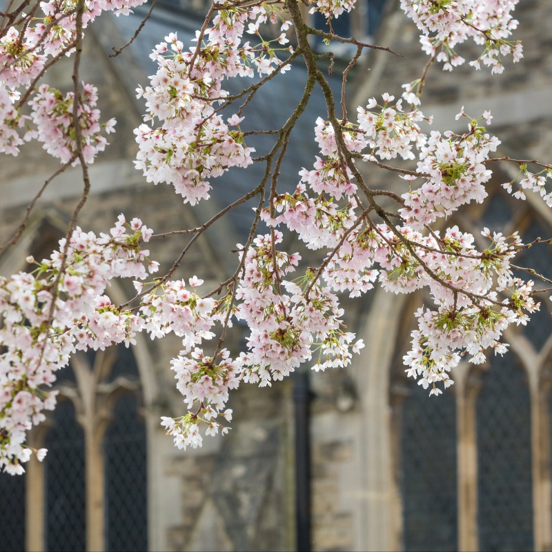 nationaltrust's tweet photo. Roll up, roll up – calling all spring lovers, have we got a competition for you.

Simply share your blossom photos using #BlossomWatchComp for a chance to win and click below for our full T&amp;Cs.