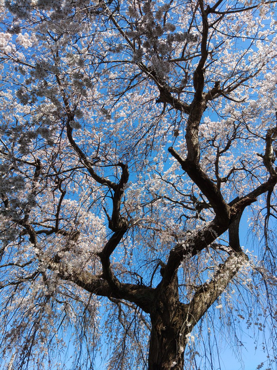 「仕事場の桜が満開だ～! 」|鷹岬　諒のイラスト